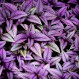 Joy Moody, Longwood gardens, purple leaves, blank note cards